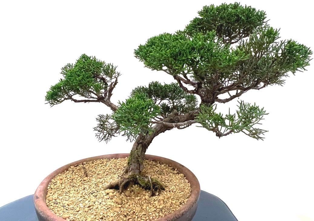 w*8様 [サービスオークション盆栽]真柏/優良吹流し素材 真柏 優良素材 w*8様 [サービスオークション盆栽]真柏/優良吹流し素材